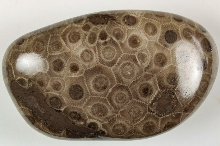 Polished Petoskey Stone (Fossil Coral) - Michigan #204795